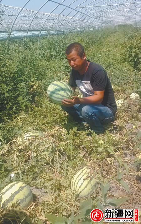 乌鲁木齐米东区200吨西瓜熟了 瓜农老苏心儿焦了