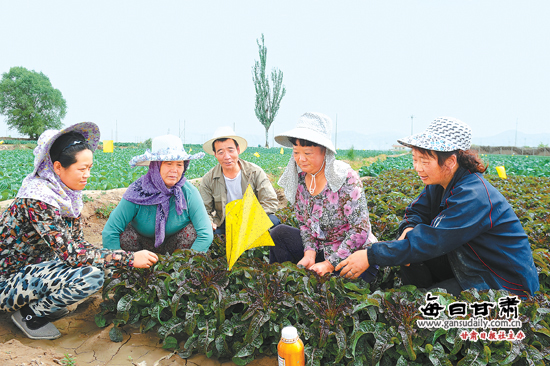 榆中县全面推广蔬菜种植物理防虫技术