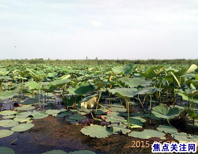 焦点关注网管委会主任白万省邀约乔主任一道前往狼牙山、白洋淀观光