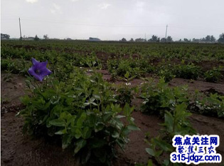 乌兰察布市桔梗种植业迅速发展