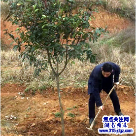湖南邵阳市谷洲镇开展“植树”活动，促进绿色经济发展