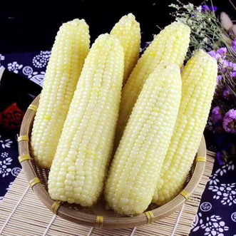 田園康有機糯玉米--北京疆農發商貿有限公司